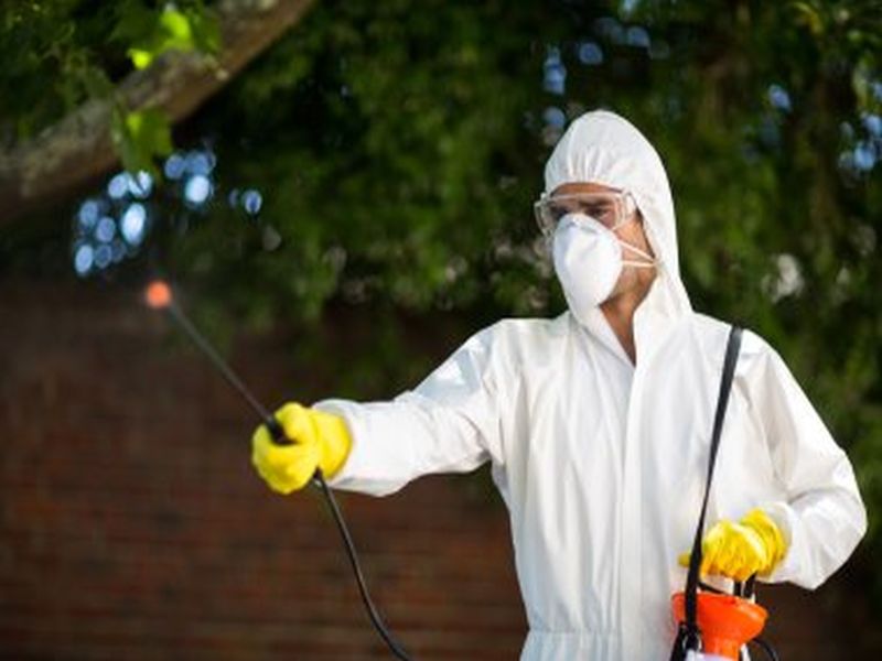 Sydney Pest Control: Tips for Effective Ant Extermination