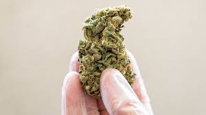 What Is THCa Flower? Benefits, Uses & Where to Buy